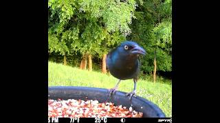 Common Grackle has come to eat birdseed 6/8/26