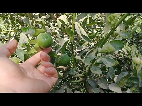 لو عاوز شجرة الليمون تثمر عندك بكثافة طول السنه اليكم اهم النصائح