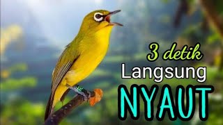 Download Lagu pancingan pleci ngalas bukpar - AMPUH bikin bunyi. MP3