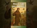 Por que São Francisco é o protetor dos animais? #sãofranciscodeassis #sãofrancisco #oração