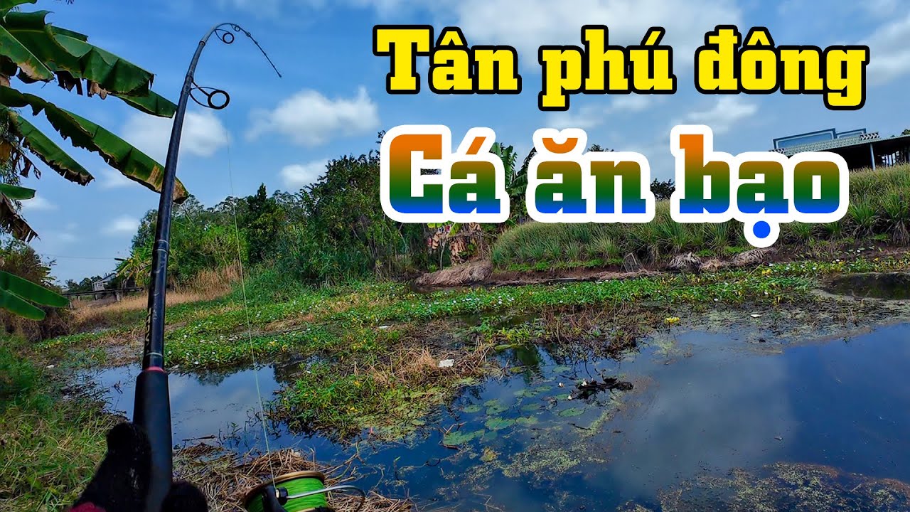 Tình hình cá tân phú đông ăn rất mạnh bạo | THÚ VUI MIÊN TÂY. 72