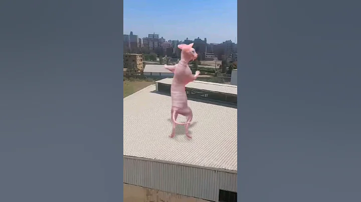 Video 5053101: sphinx cat dance sphynx, sphynx cat explore, sphynx cat happy
