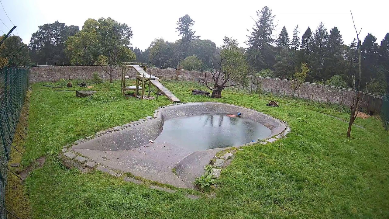 Bear Cam - Camperdown Wildlife Centre Live Stream
