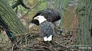 Decorah Eagles 11-4-22, 5 pm HD takes prey to the nest, HM takes it away