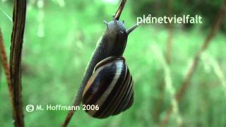 Hainschnirkelschnecke Cepaea nemoralis frisst an altem Halm, Grove snail Hainschnirkelschnecke Cepaea nemoralis frisst an altem Halm