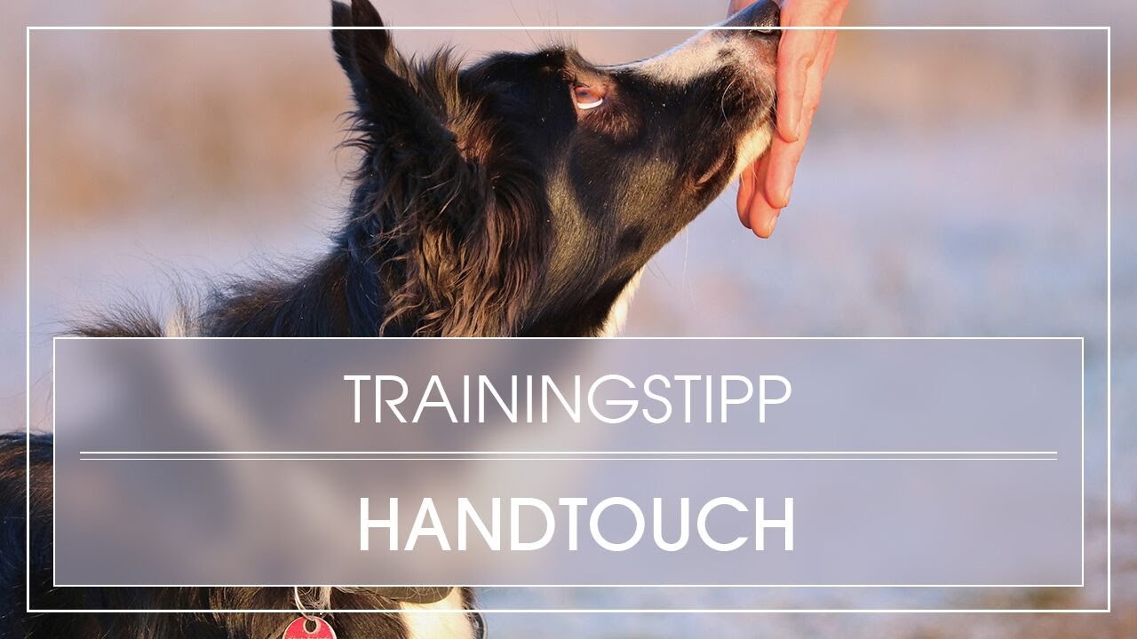 Hundetraining: Hund lernt Handtouch | Hund Nasentarget beibringen | Hund lernt Handtarget