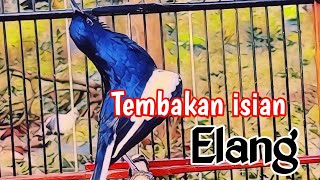 KACER KONSLET ISIAN ELANG MENAIKAN EMOSI KACER CEPAT GACOR BUKA EKOR ON PLAY