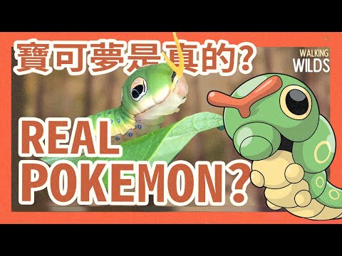 你能在台灣見到的寶可夢！Real Life Pokemon!? (English/中文字幕)