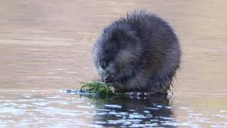 Muskrat Eating On The Ice