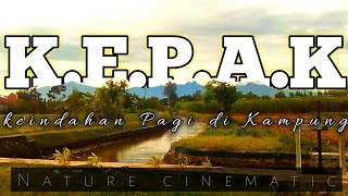Keindahan Suasana Sawah Pedesaan di Pagi Hari | Kampung Asri | Trawas Mojokerto | #cinematic #nature