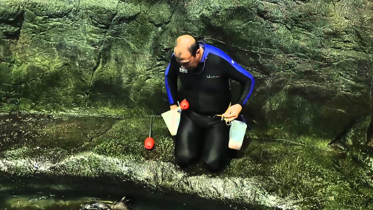 Sea Otter Activities at Shedd Aquarium