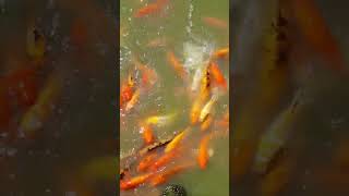 Colorful Fish |Safari Park |Bangladesh