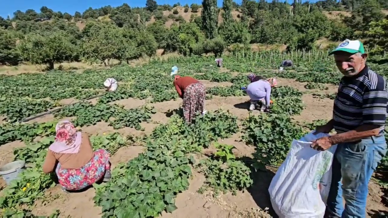 DEMİRCİ'nin ÇANAKÇI KÖYÜNDE HASAN AKKOYUN KORNİŞON SALATALIK ÜRETİMİ HAKKINDA BİLGİ VERİYOR 08-2024
