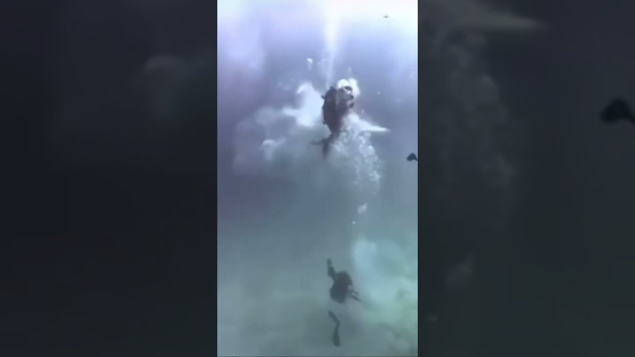 Unveiling the Truth Behind the Shark Video "attack" in Maldives: A Closer Look!