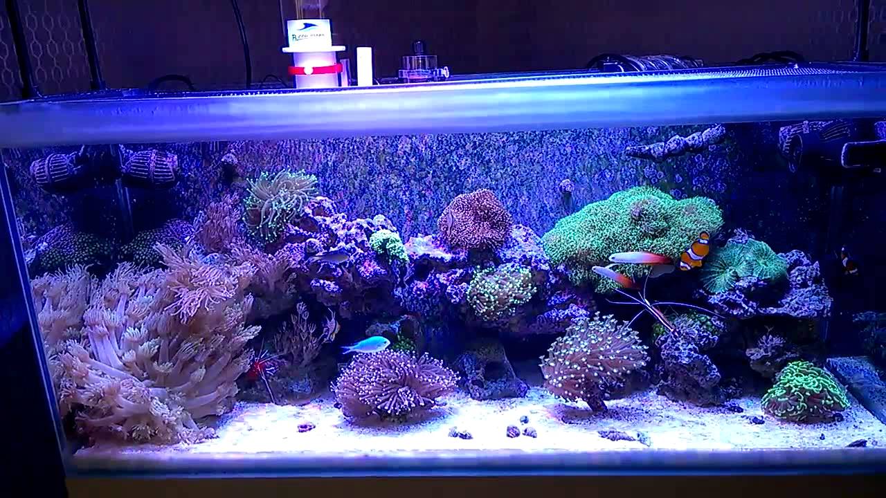 FLUVAL SEA M90 (UPDATE 10) - YouTube