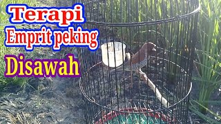 terapi emprit peking di sawah