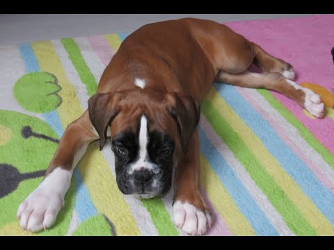 Video: Jak Si Vybrat štěně Boxera