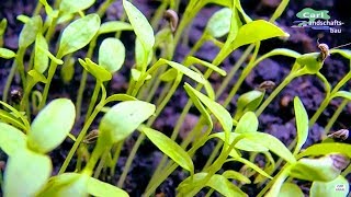 HOW TO PLANT YOUR OWN ORGANIC PARSLEY - INDOOR HERB BOX FOR COOKING/KITCHEN/WINDOW/BALCONY/URBAN