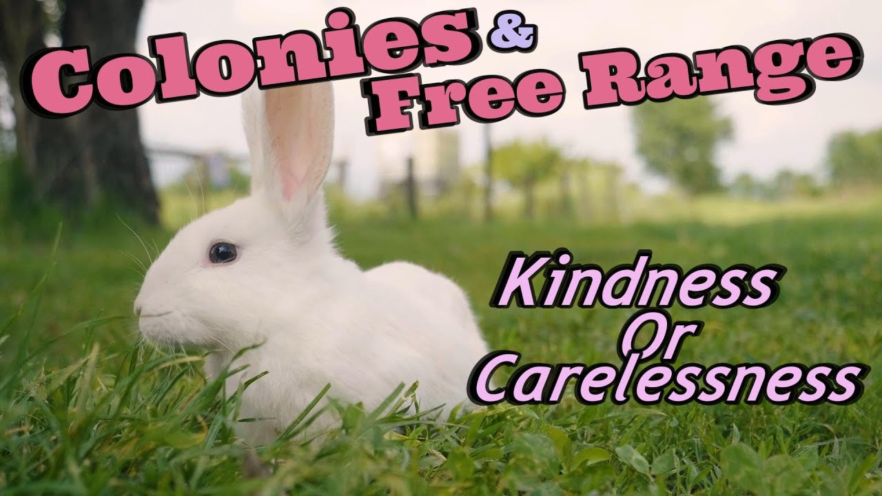 Colonies & Free Ranging Rabbits Kindness or Carelessness - YouTube