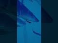 Being Tiny Tiny in a Huge Sea 🐋🪼🐳🐠 #sea #gameplay #abzu