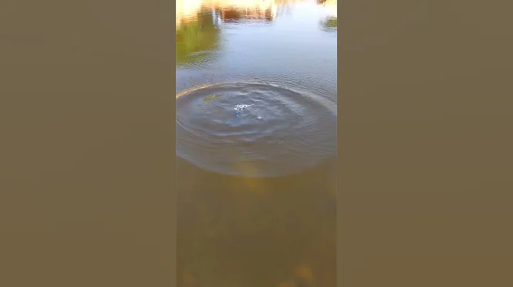 Firecracker underwater test #shorts #cracker #tricks #fireworks #firecrackers