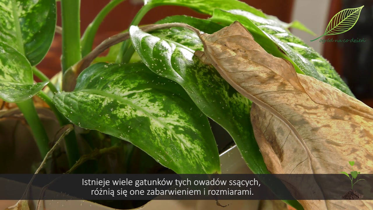 Roliny domowe - plamy na liciach. Roliny doniczkowe z chorobami i  szkodnikami? cz.2