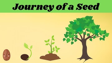 Journey of a Seed ll From Seed to Tree ll Seed germination