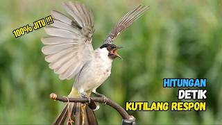 Suara Burung Kutilang Gacor Garuda Paling Ampuh Untuk Masteran Dan Pikat