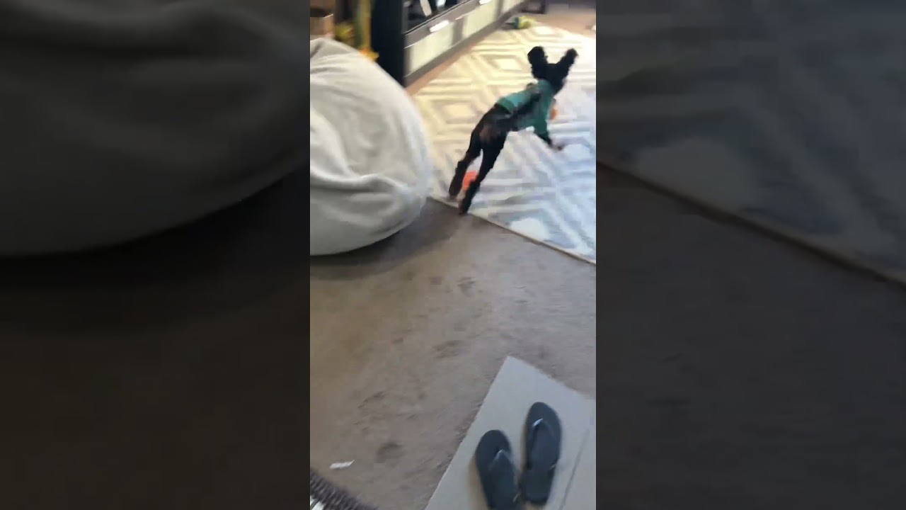 My Dog Just Broke The SPEED LIMIT Inside The House 😱🐶💨 