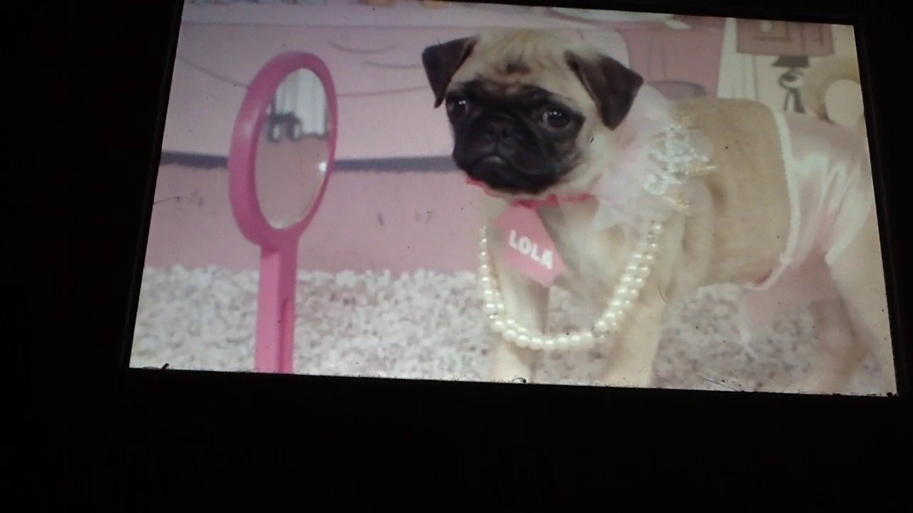 Pug house YouTube