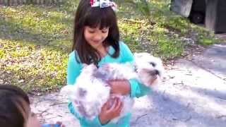 CUTE VIDEOS FOR TODDLERS, Psycho dogs at the vet clinic, strange, crazy cute dogs