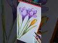 Crocus Coloring 🌸 Relaxing Watercolor Adult Coloring