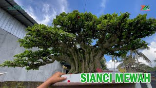 BONSAI YANG JARANG KETEMU DI ARENA KONTES