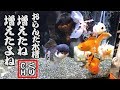 【金魚】オランダ獅子頭の水槽、増えたね、、、増えたよねｗ