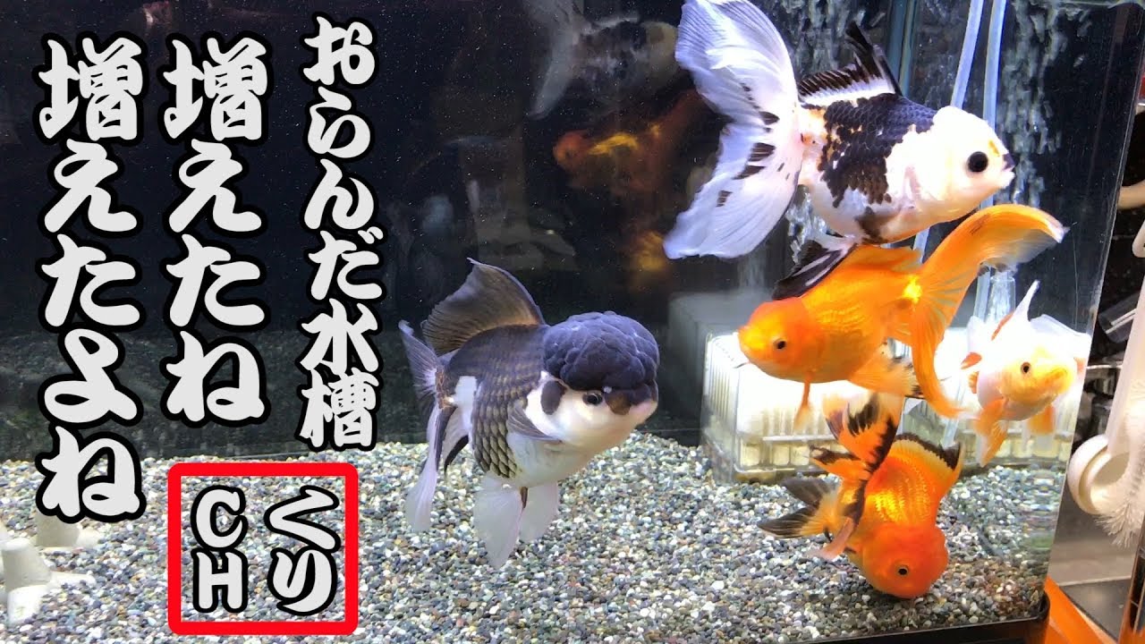 金魚 オランダ獅子頭の水槽 増えたね 増えたよねｗ Youtube