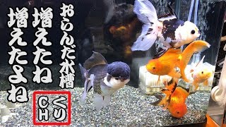 金魚 オランダ獅子頭の水槽 増えたね 増えたよねｗ Youtube