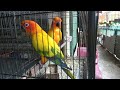 Harga Burung Lovebird Pb 2019