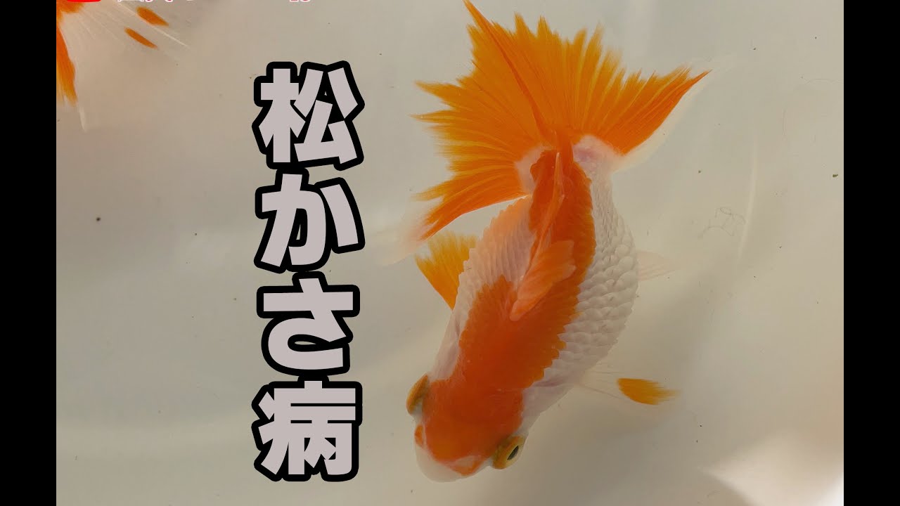 なかなか完治しない金魚の病気 松かさ病 土佐錦 Youtube