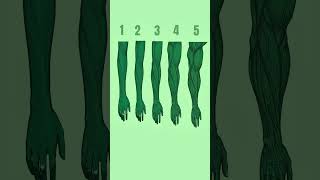 What Is Your Forearm Level? Most Guys Never Pass Level 2