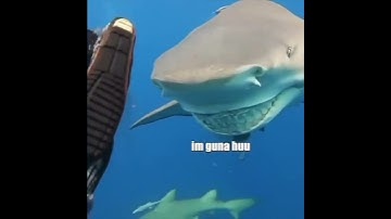 Strange Shark