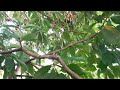 panen matoa dan jambu jamaika(jambu dursono, jambu bolt)