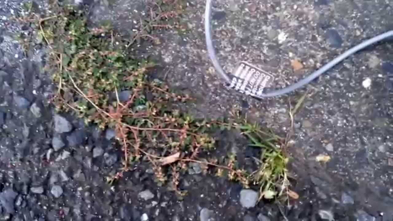 Takasago Junior high school Katsushika Ward in Tokyo Inspector EXP+ 1.6uSv/h apprx 520cpm camera iphone 8 plus apk