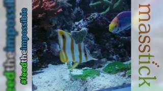 Chelmon and wrasse feeding