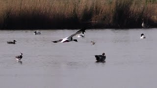 Een Mooie Lenteweek A Nice Spring Week