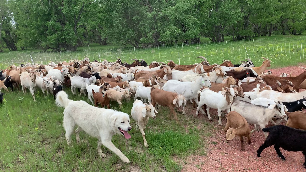 Goats grazing on grass in the Lethbridge coulees YouTube