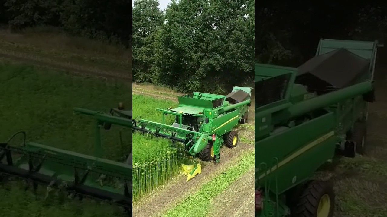 Hemp Harvest 