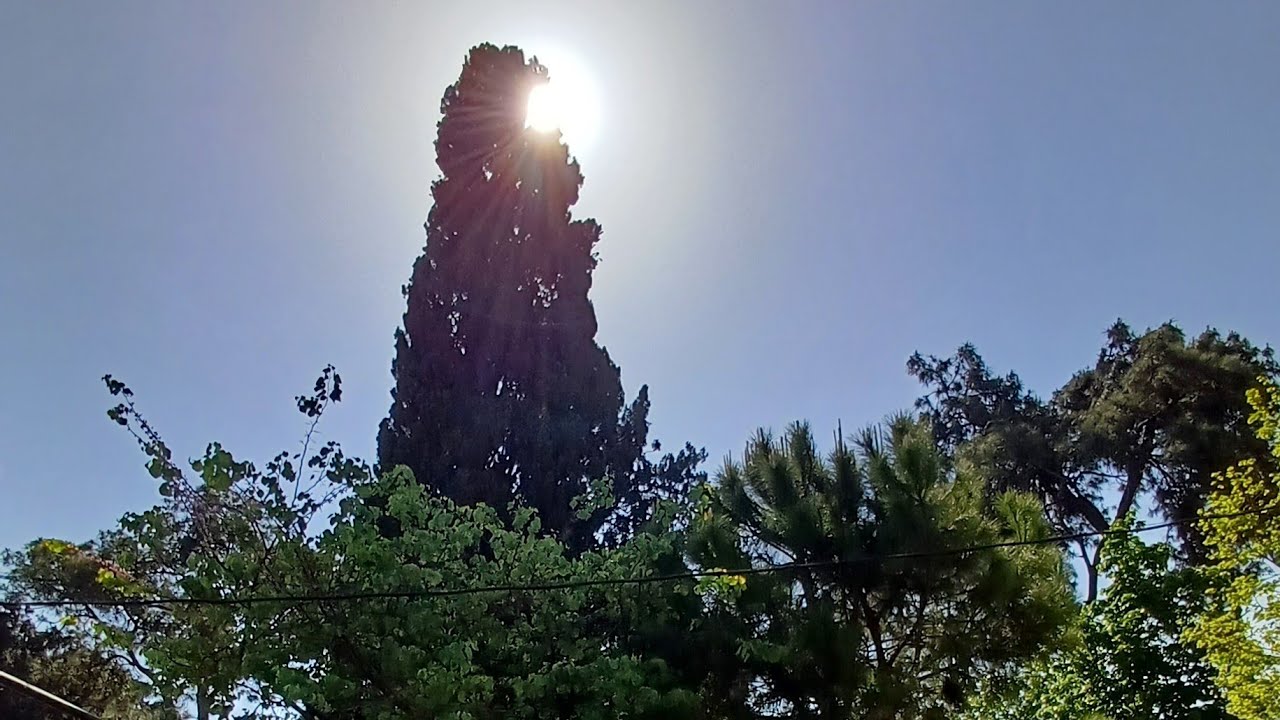 Saksağan Yakalamaya Çalışan Kedi/Cat Trying to Catch a Magpie/Pusang Sinusubukang Manghuli ng Magpie