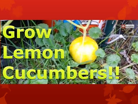 Save Space by Growing Lemon Cucumbers in Containers Vertically