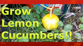 Save Space by Growing Lemon Cucumbers in Containers Vertically