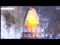 積丹半島(原主唱/天童よしみ)(連裕明演唱)